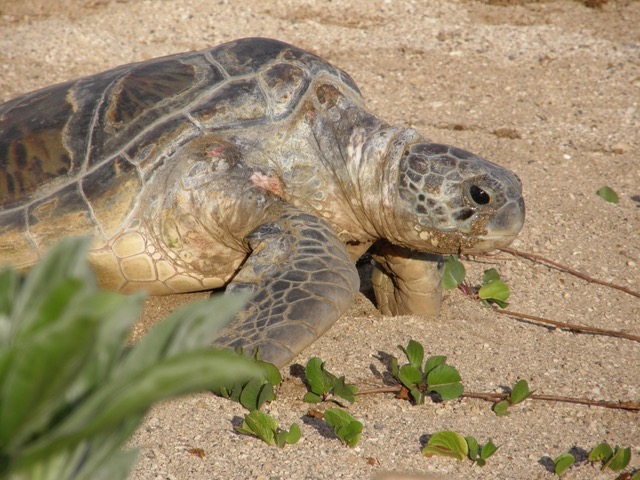Female green turtle Reunion Island @ Kélonia