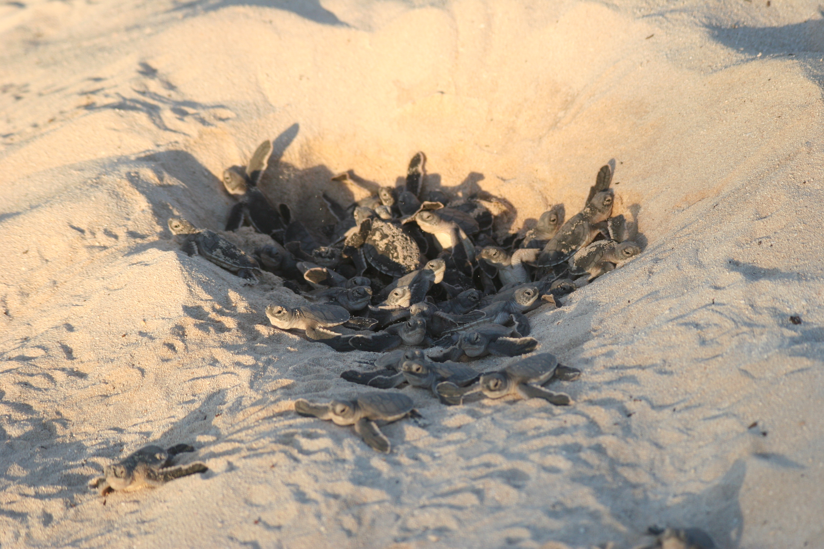 Green turtle hatchlings Reunion Island @ C. Jean - Kélonia 2011
