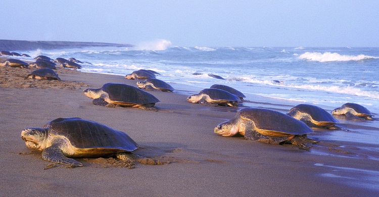 Olive Ridley arribada in Odisha, India © Kartik Shanker
