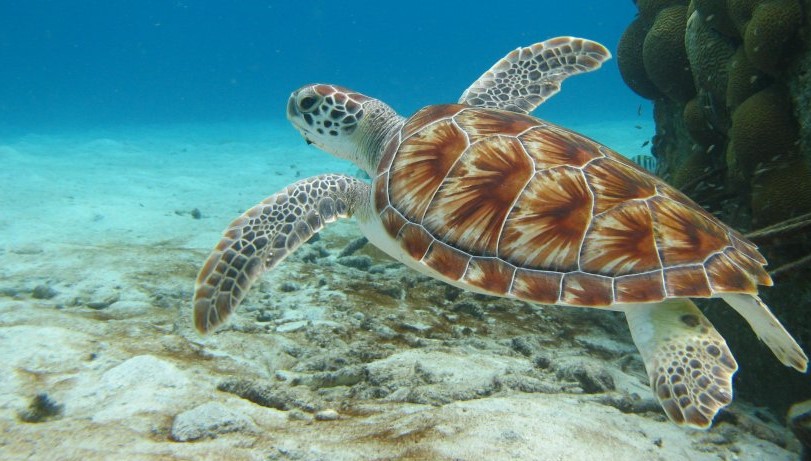 Green turtle © Robert Van Dam
