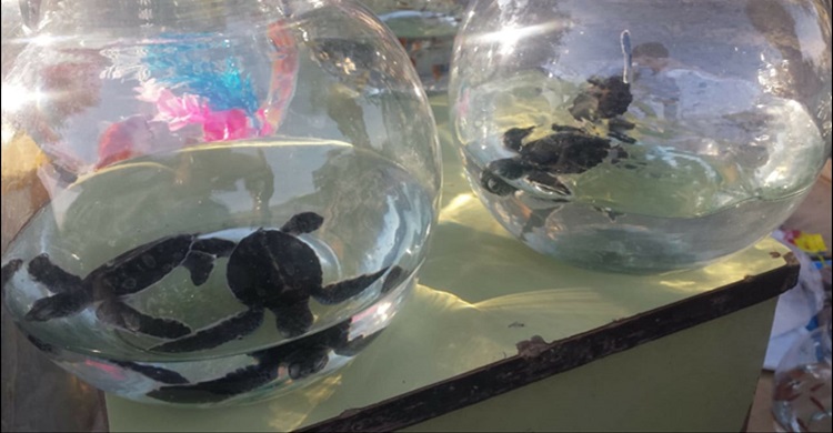 Chelonia mydas hatchlings on display for sale in a wildlife market in Karachi © Muhammad Faisal, IMS-UoK