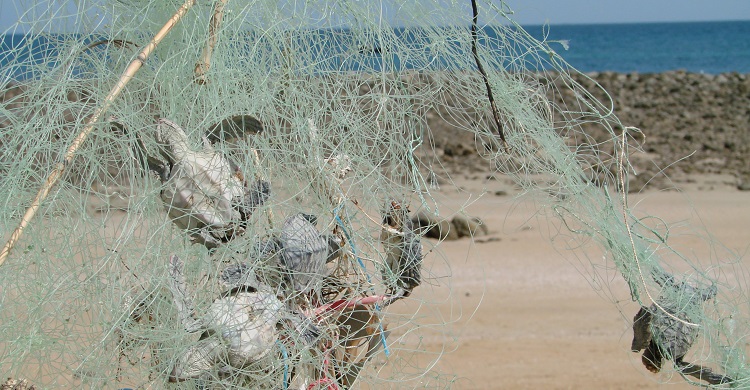 Green turtles entangled in ghost net along Balochistan coast © Moazzam Khan, WWF Pakistan