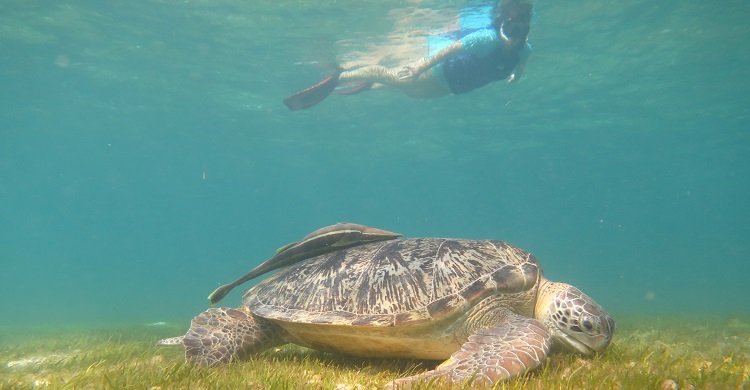 Green turtle feeding in Kuredu Lagoon (Maldives) with a snorkeler © Stephanie Köhnk, Olive Ridley Project