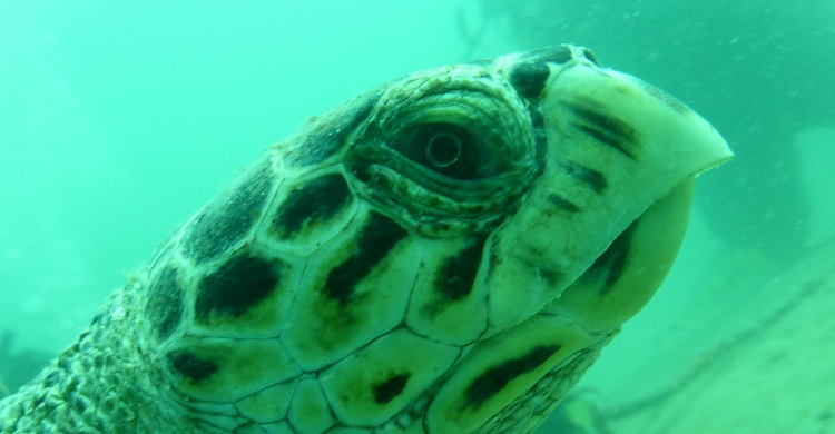 Hawksbill Turtle © John Wong