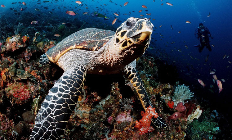 Hawksbill Turtle, Komodo, Indo-Pacific, credit: Image Broker/Robert Harding