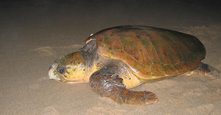 Loggerhead Turtle  © G R Hughes