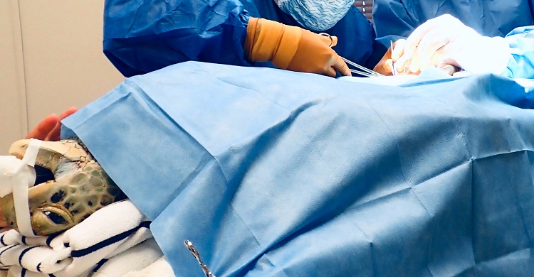 Surgery © Ashley Isaac