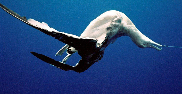 Albatross © Projeto Tamar Brazil/Marine Photobank