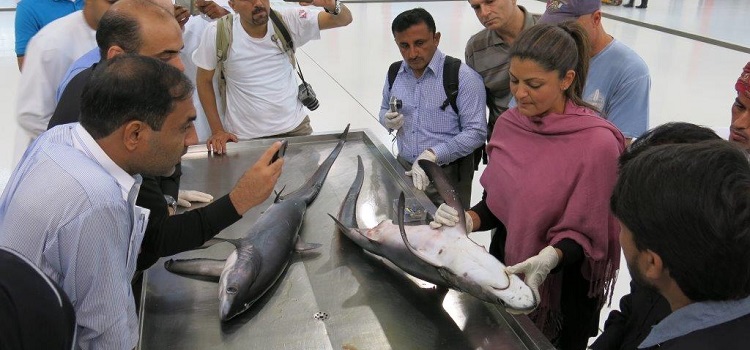 Shark identification training for workshop participants at the fish market provided by Dr. Rima Jabado