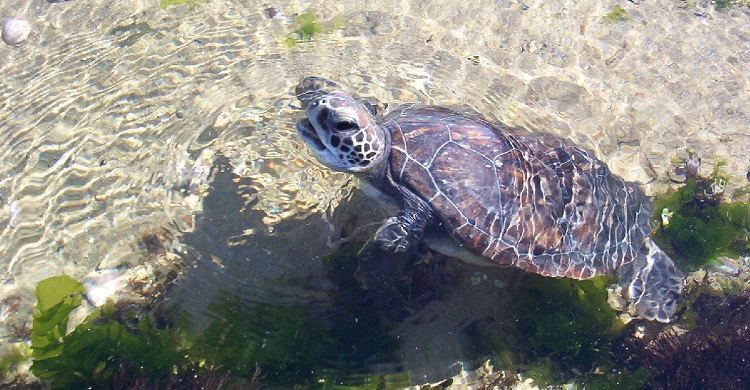 Green turtle