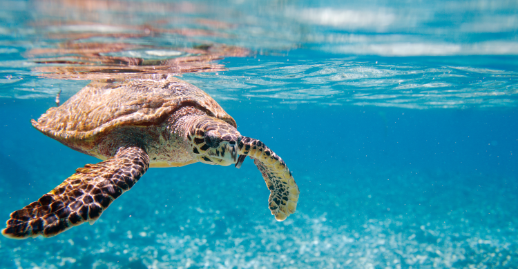 Hawksbill turtle © blueorangestudio/Canva.com