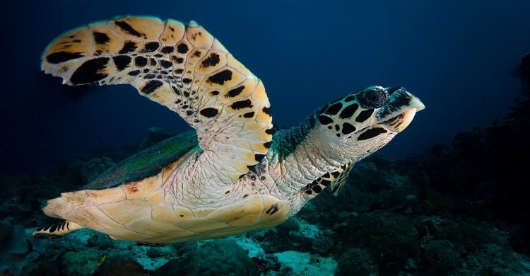 Hawksbill Turtle © Kris Mikael Krister