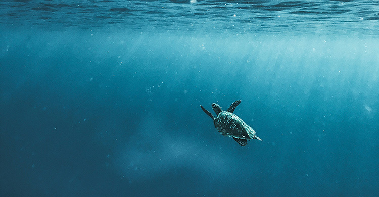 Hawksbill Turtle © Naja Bertolt-Jensen/Unsplash.com