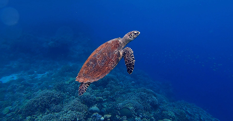 Hawksbill Turtle © Olga Tsai