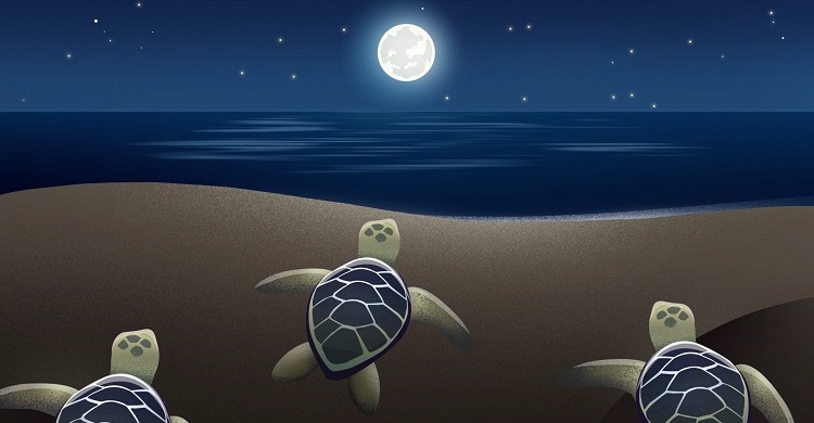 Hatchlings crawling towards moonlight © Australian Government