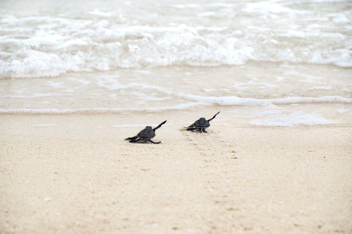 Hatchlings on the way to the sea