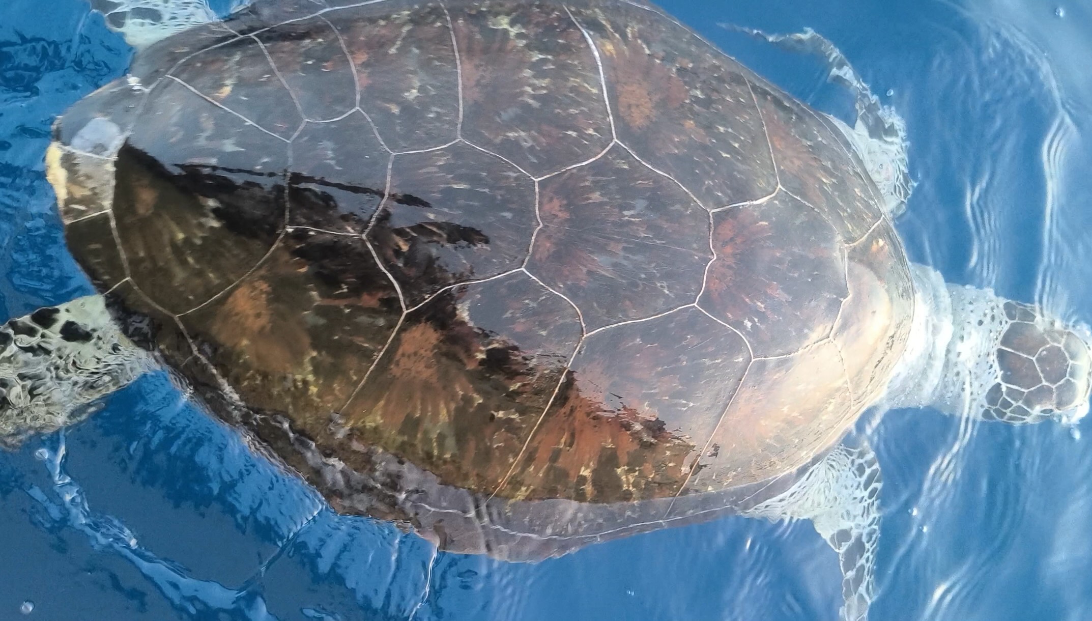 Dead turtle floating in the water