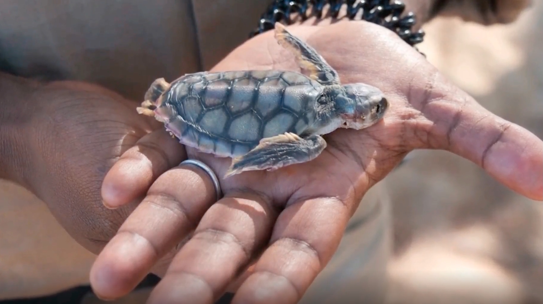 Ranger's hand holding a hatchling
