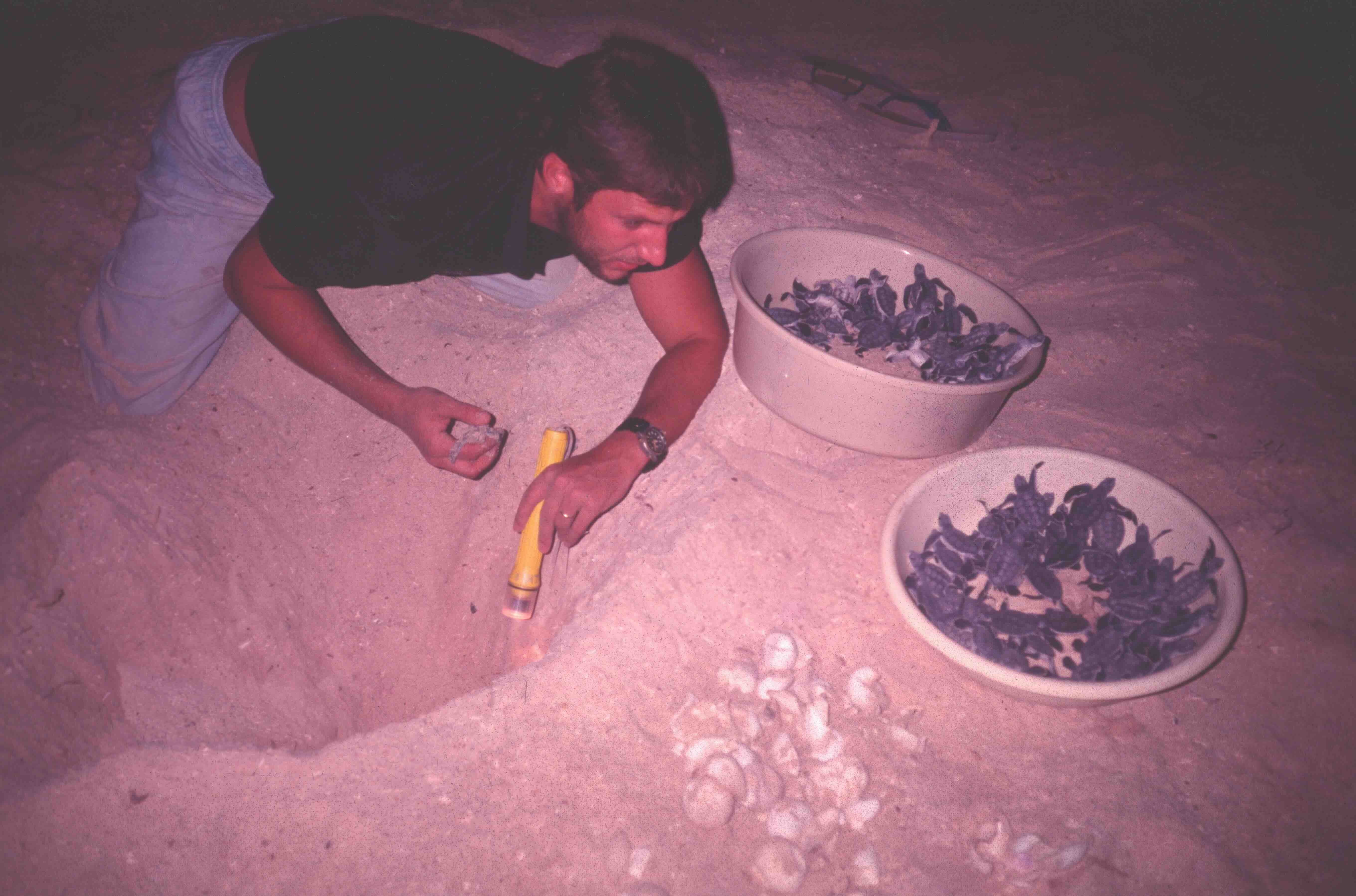 Nicolas Pilcher with hatchlings and empty eggshells in the nest chamber