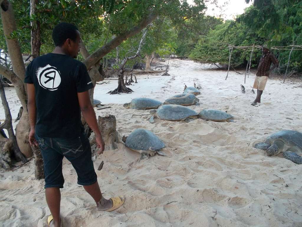 Community members after rescuing sea turtles in Berafia