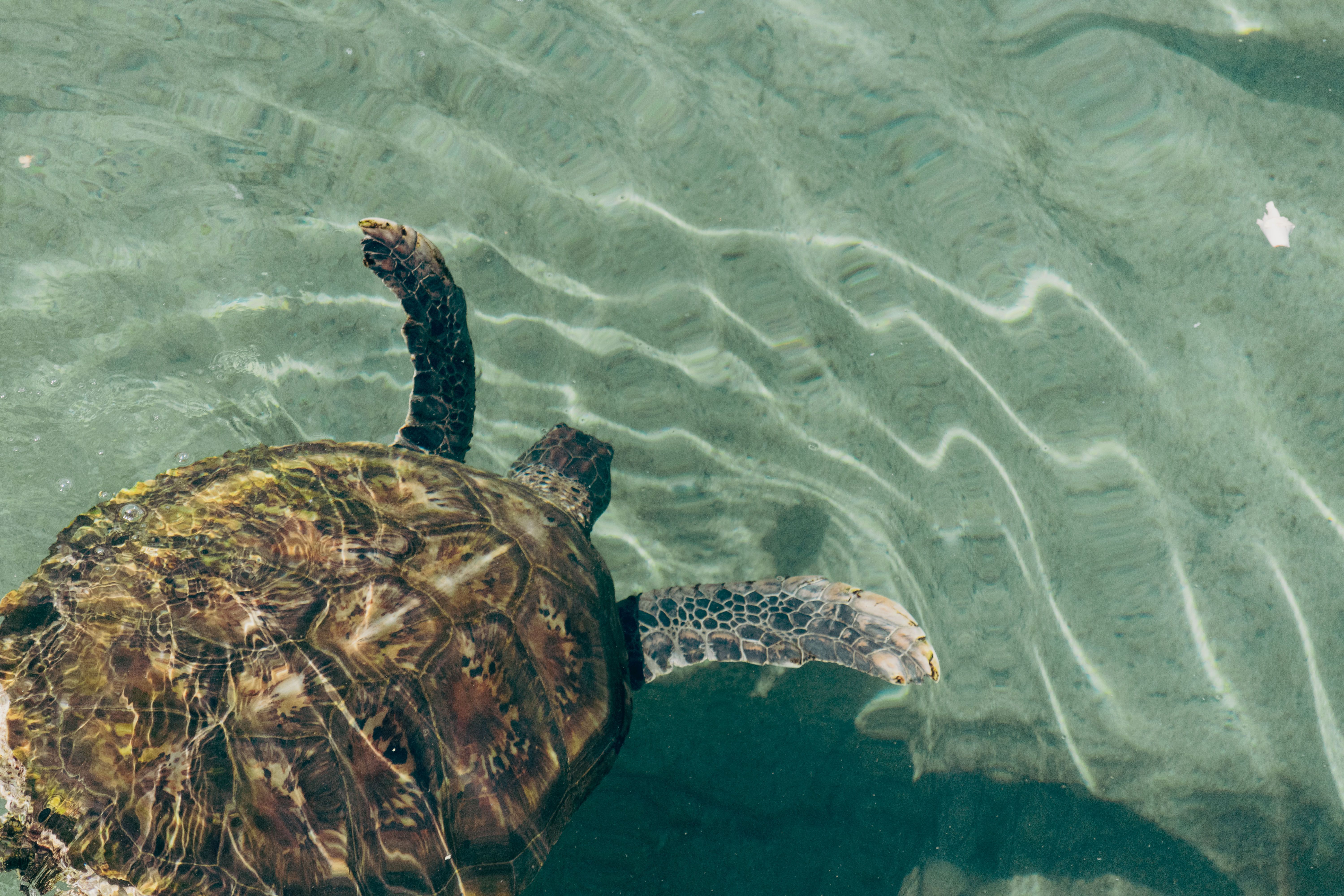 A sea turtle swims near La Réunion