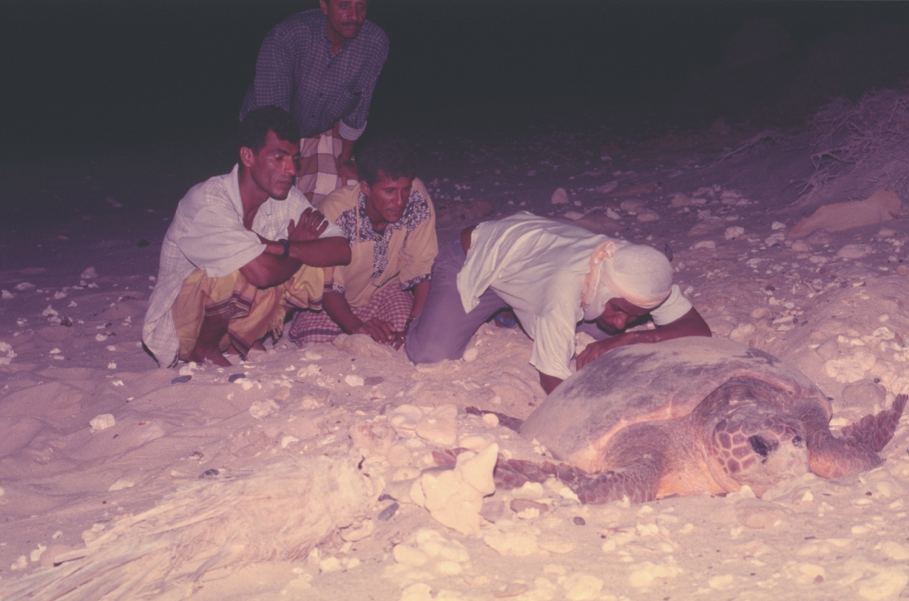 Participants count the eggs in a turtle nest during the training in Yemen