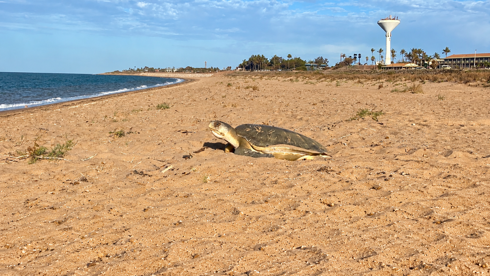 A flatback turtle on Cemetery Beach