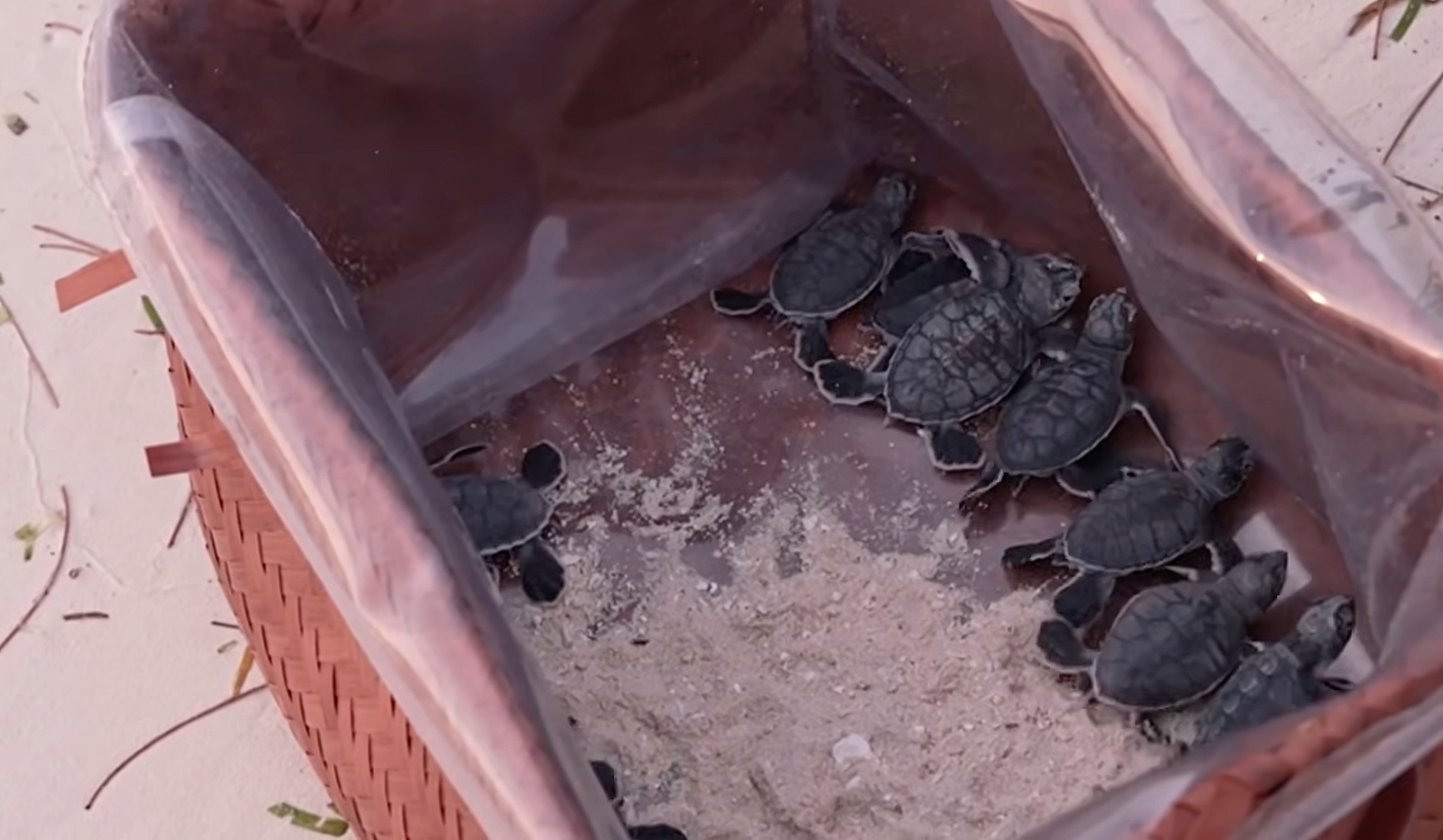 Hatchlings in a basket