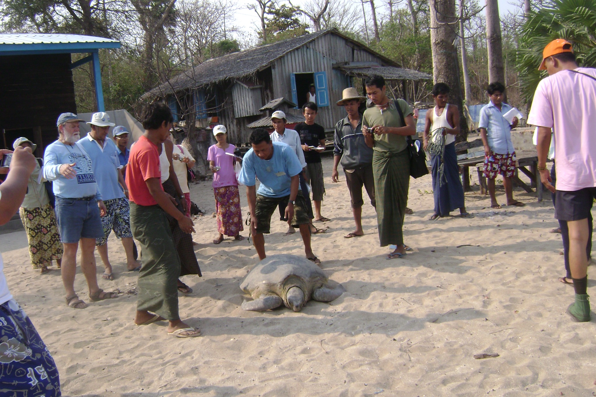 Nesting turtle surrounded by conservation teams and individuals in training