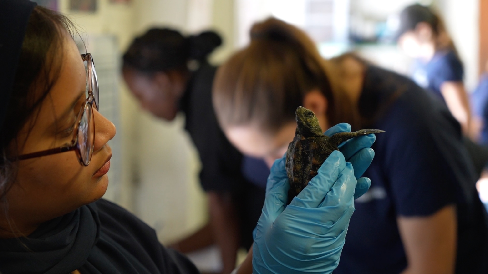 Team member examining a hatchling on admission