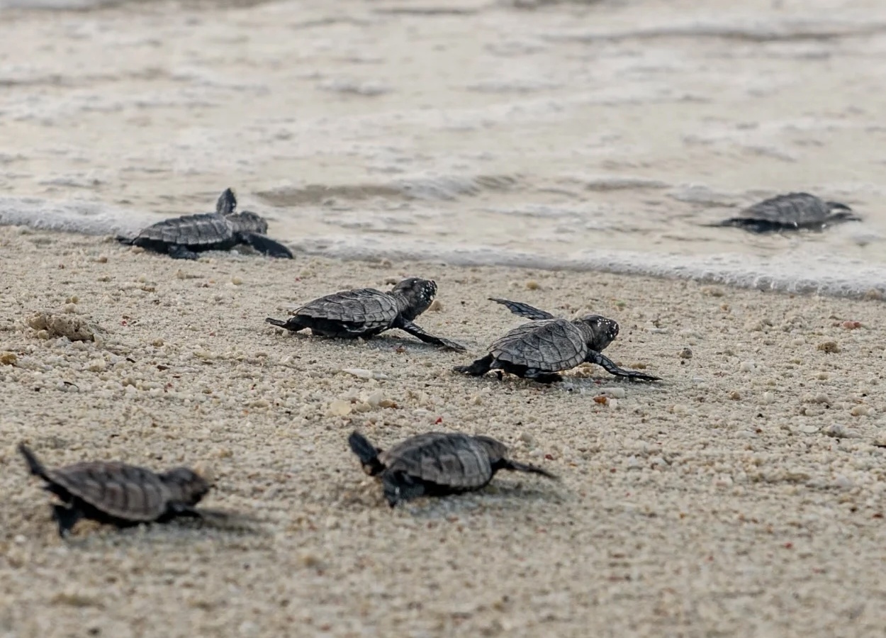 Hatchlings