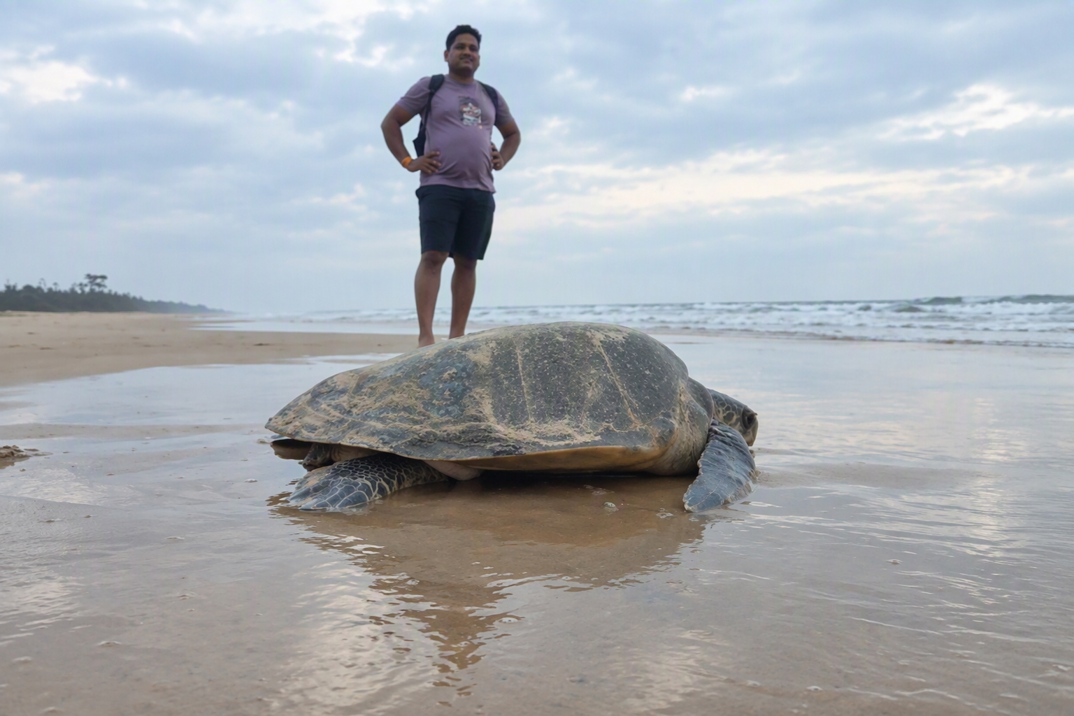 A turtle comes ashore on the Odisha coast