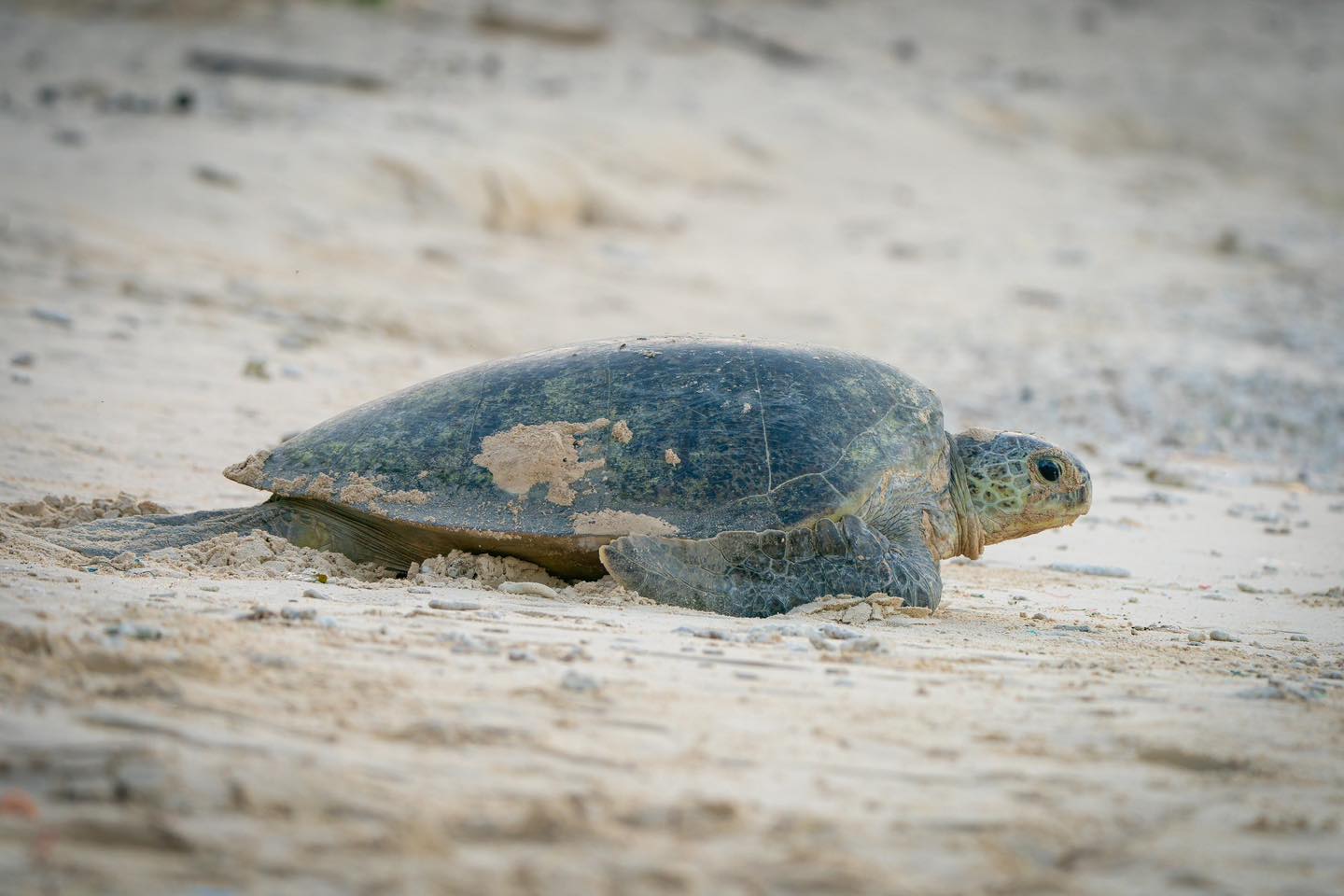 Sea Turtle in Con Dao