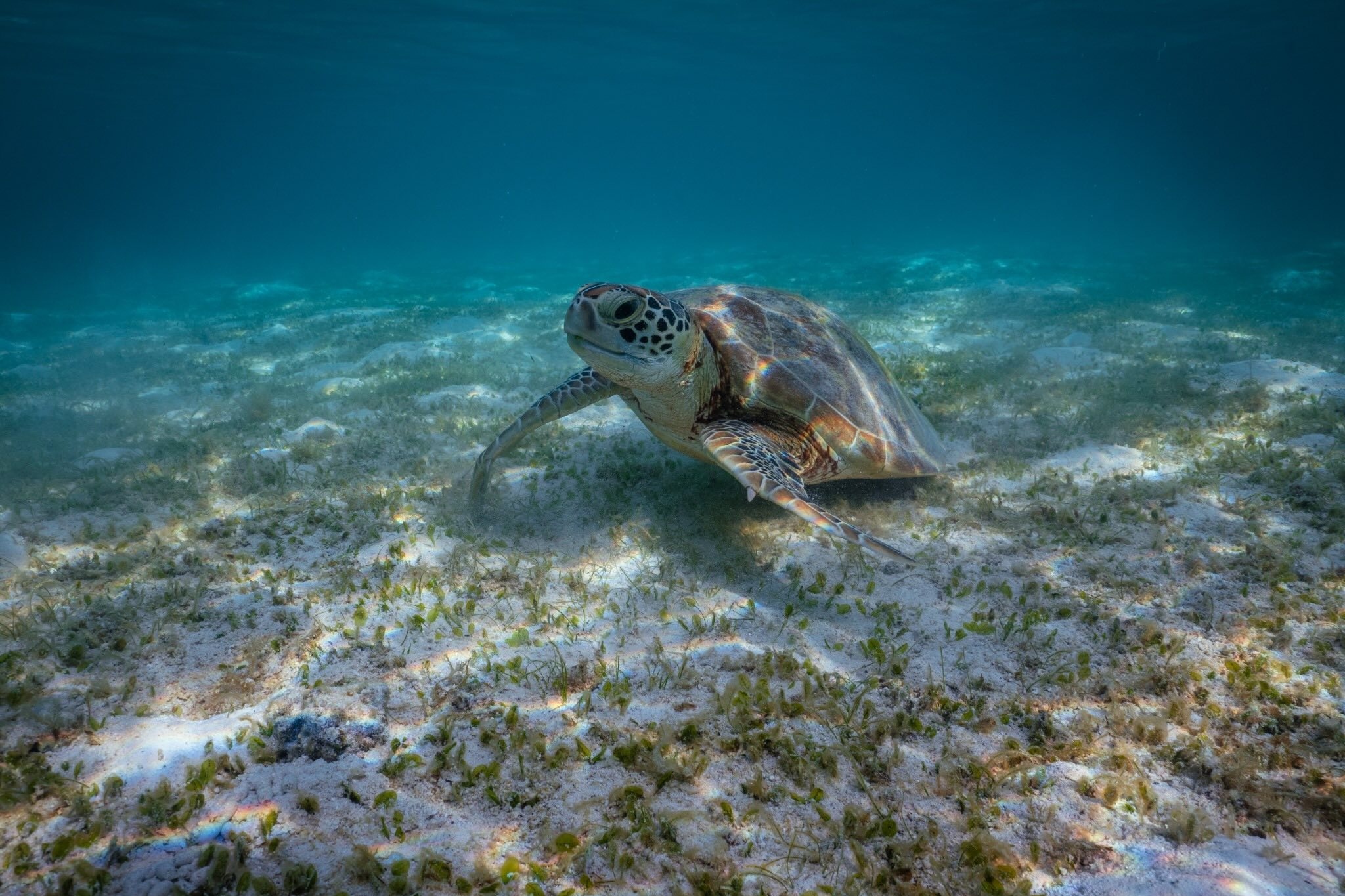 Green Turtle