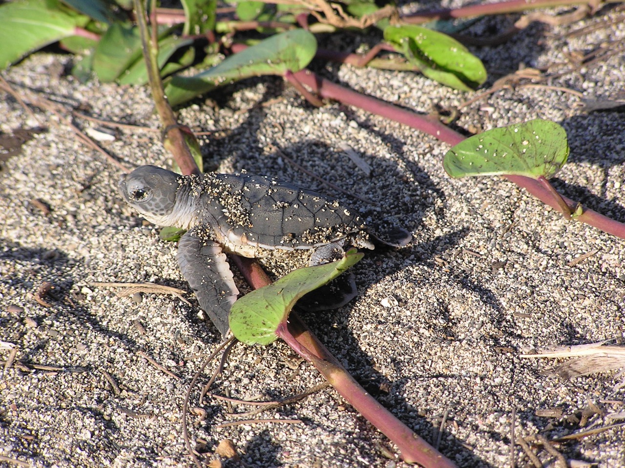 Green turtle hatchlings Reunion Island @ Kélonia