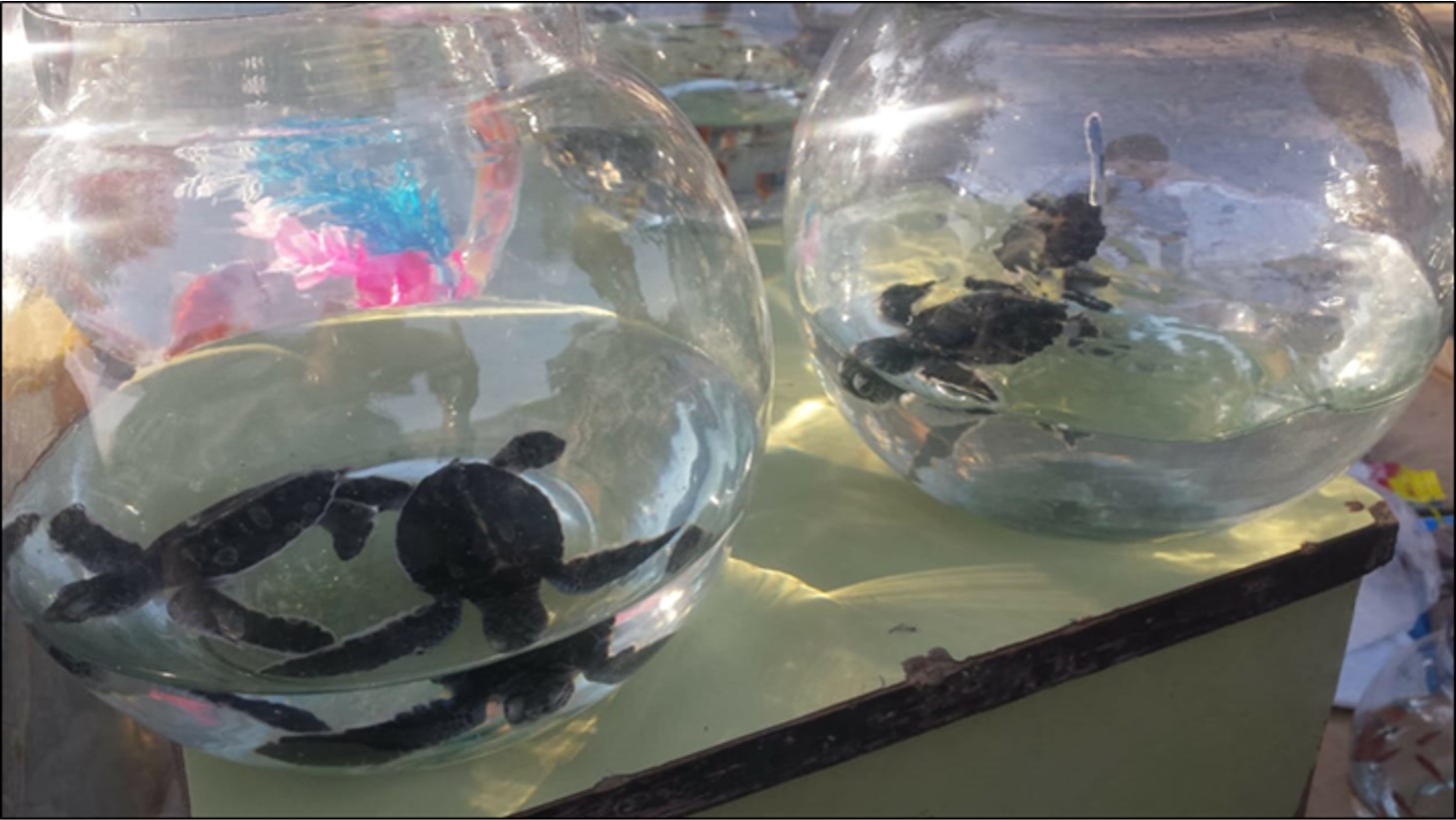 Figure B: Chelonia mydas hatchlings on display for sale in one of the wildlife market in Karachi © Muhammad Faisal, IMS-UoK