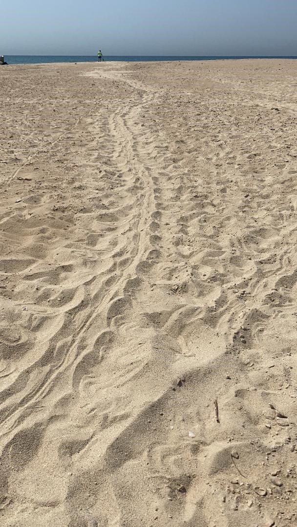 Fig. 3a Green turtle tracks and nest along the eastern side of the island behind the Coast Guard center. © Amani Al-Zaidan, Abdullah Al-Zaidan, Hamad Al-Qadaifi, KEPA