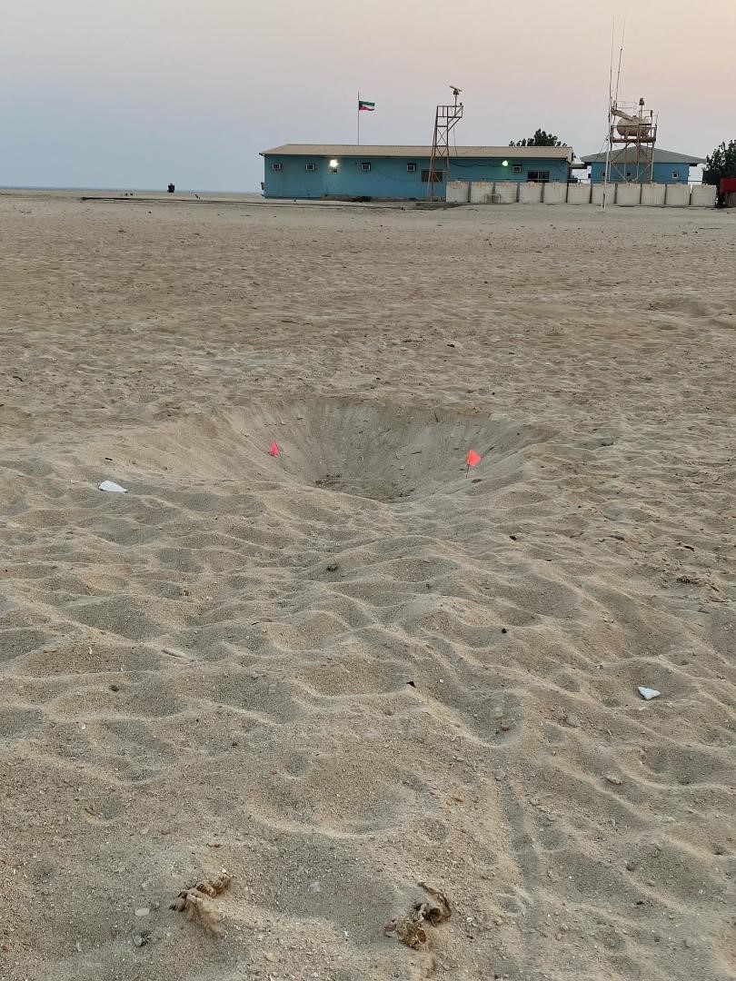 Fig. 3b Green turtle tracks and nest along the eastern side of the island behind the Coast Guard center. © Amani Al-Zaidan, Abdullah Al-Zaidan, Hamad Al-Qadaifi, KEPA