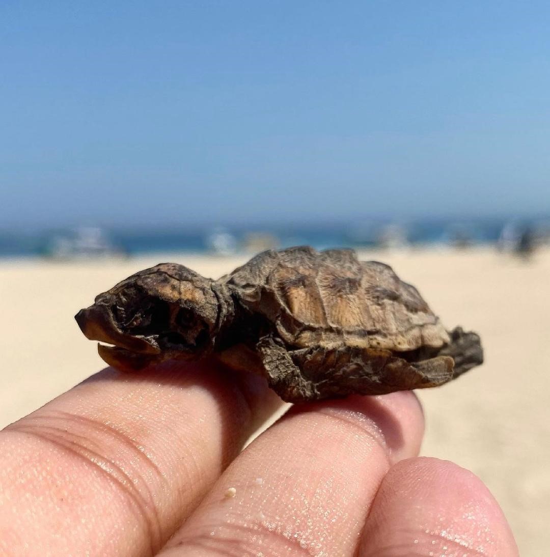Fig. 5 Dead hatchling found at nesting beach. © Amani Al-Zaidan, Abdullah Al-Zaidan, Hamad Al-Qadaifi, KEPA