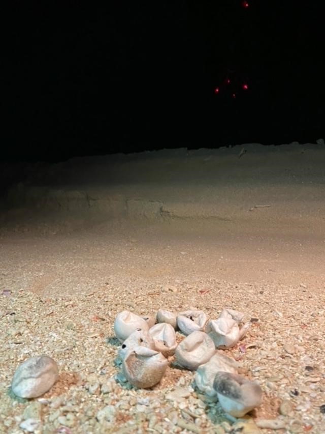 Fig. 6 Exposed eggs and erosion escarpment, © Amani Al-Zaidan, Abdullah Al-Zaidan, Hamad Al-Qadaifi, KEPA