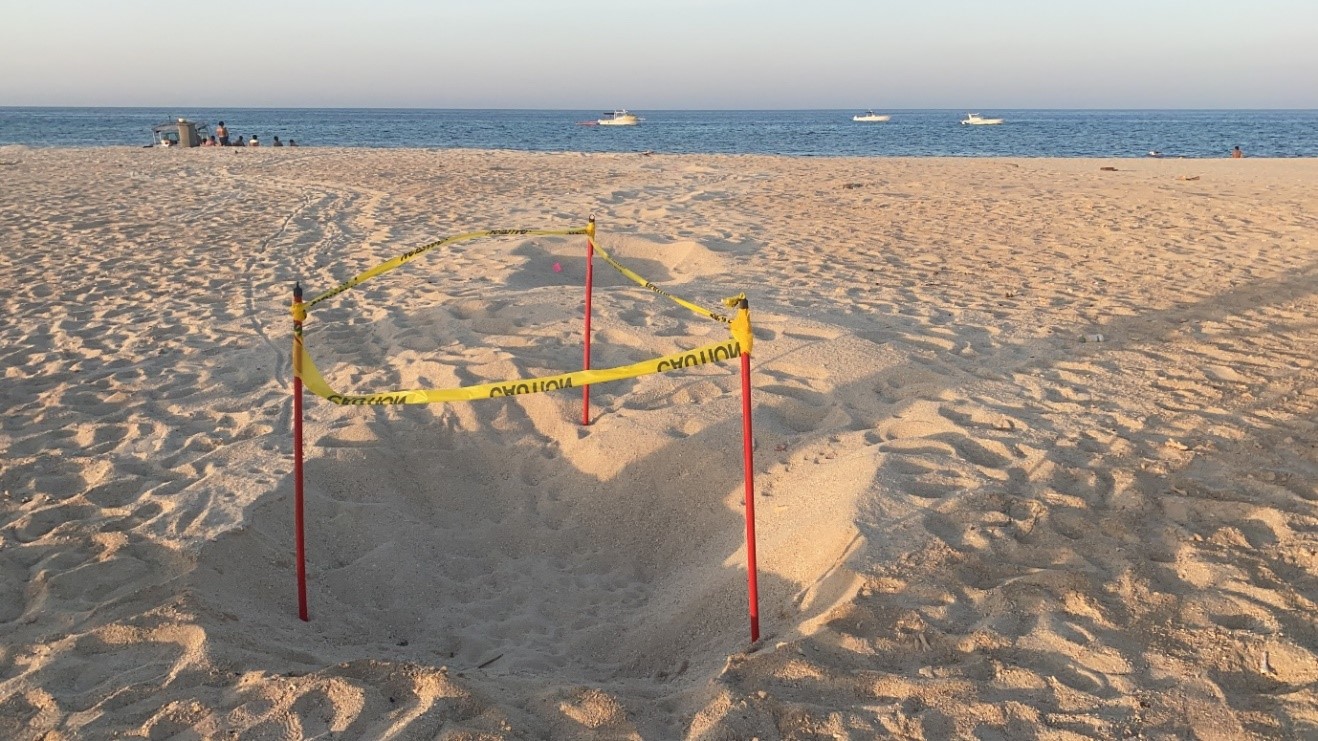 Fig. 7b Boats anchored up on the eastern beach, and beach goers in close proximity to the nesting area. © Amani Al-Zaidan, Abdullah Al-Zaidan, Hamad Al-Qadaifi, KEPA