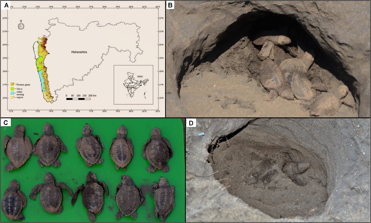 A) The project area in Maharashtra state on the west coast of India. B &D) Emerging hatchlings seen trapped inside the nest due to the hardening of the sand. C) Normal but dead hatchlings that were found trapped inside the nest. Dead hatchlings after excavation of the nest showed 0% emergence. © Sumedha Korgaonkar