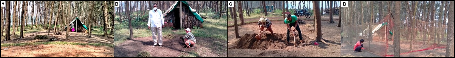 Erection of hatchery in the shade of Casuarina plantation: The protocol was developed by hatchery manager Mr Pradeep Dingankar considering the project outcome. A) Selection of hatchery site inside the less dense casuarina plantation where availability of sunlight is a prerequisite. B) Clearing of the ground vegetation before the erection of the hatchery. C) Digging the sand to remove roots and loosen the sand. D) Construction of the hatchery for relocation of eggs. © Pradeep Dingankar