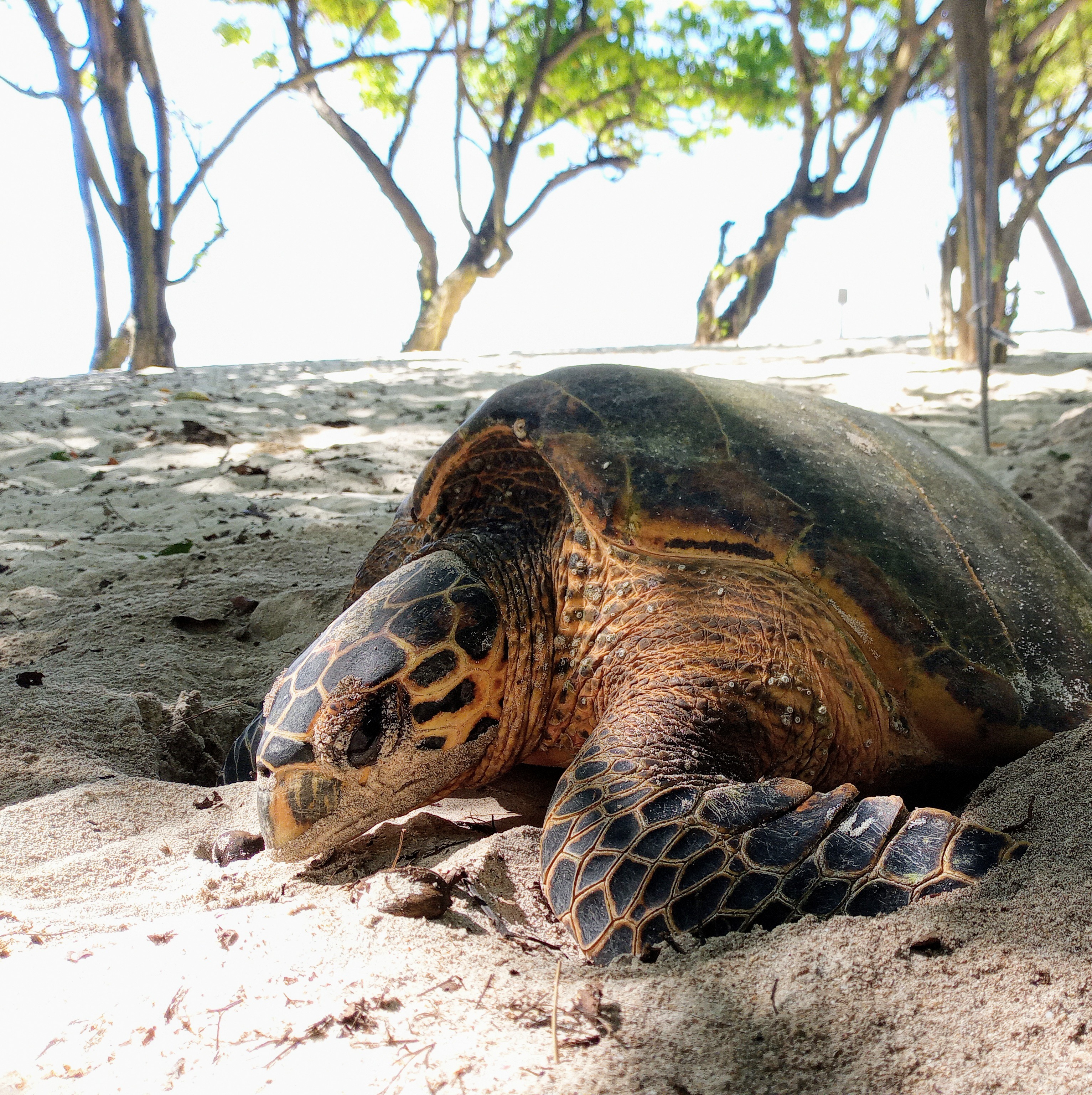 Figure 2. Nesting hawksbill turtle on Cousine Island. © Cousine Island Conservation Management