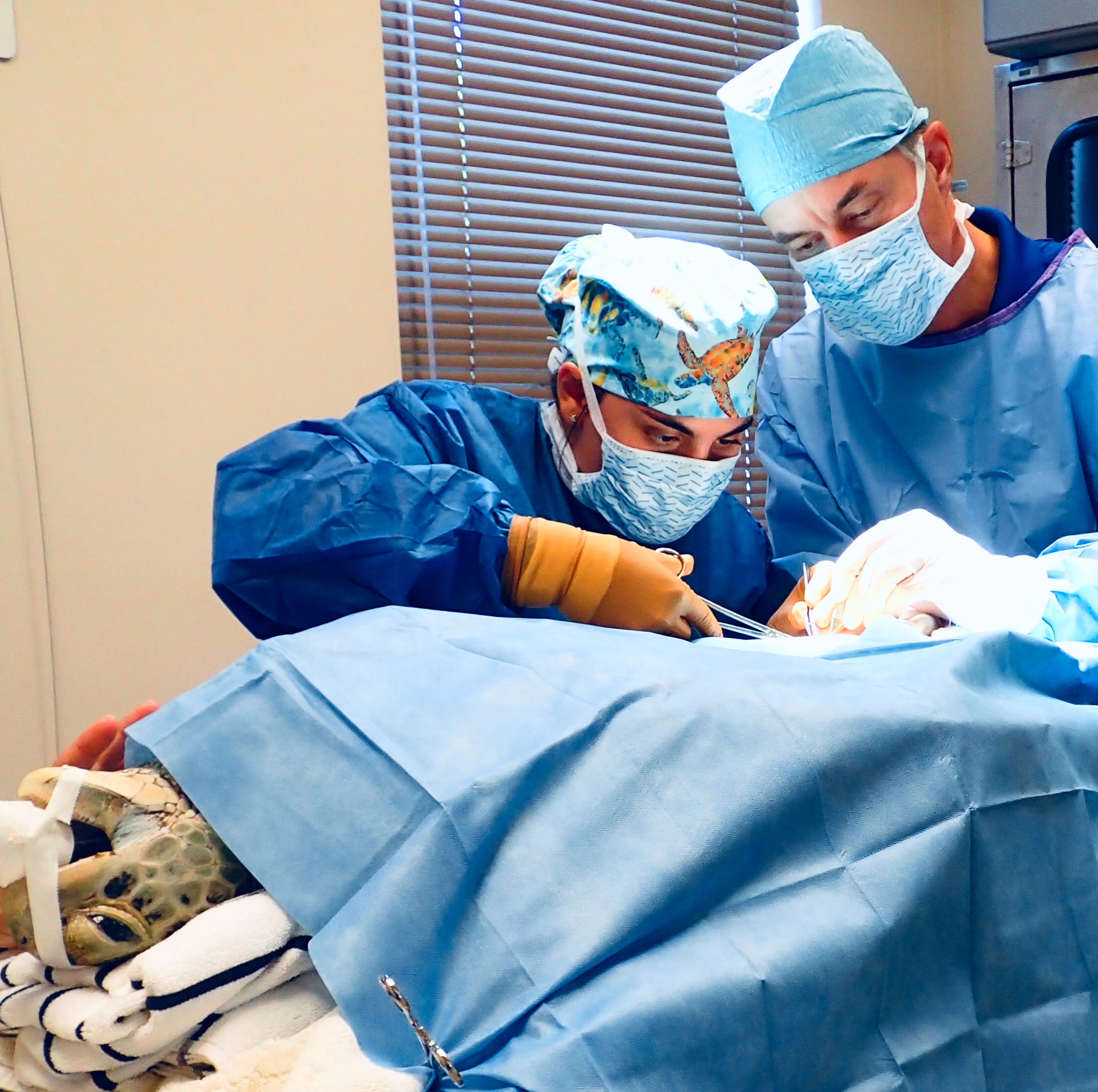 Surgery © Ashley Isaac