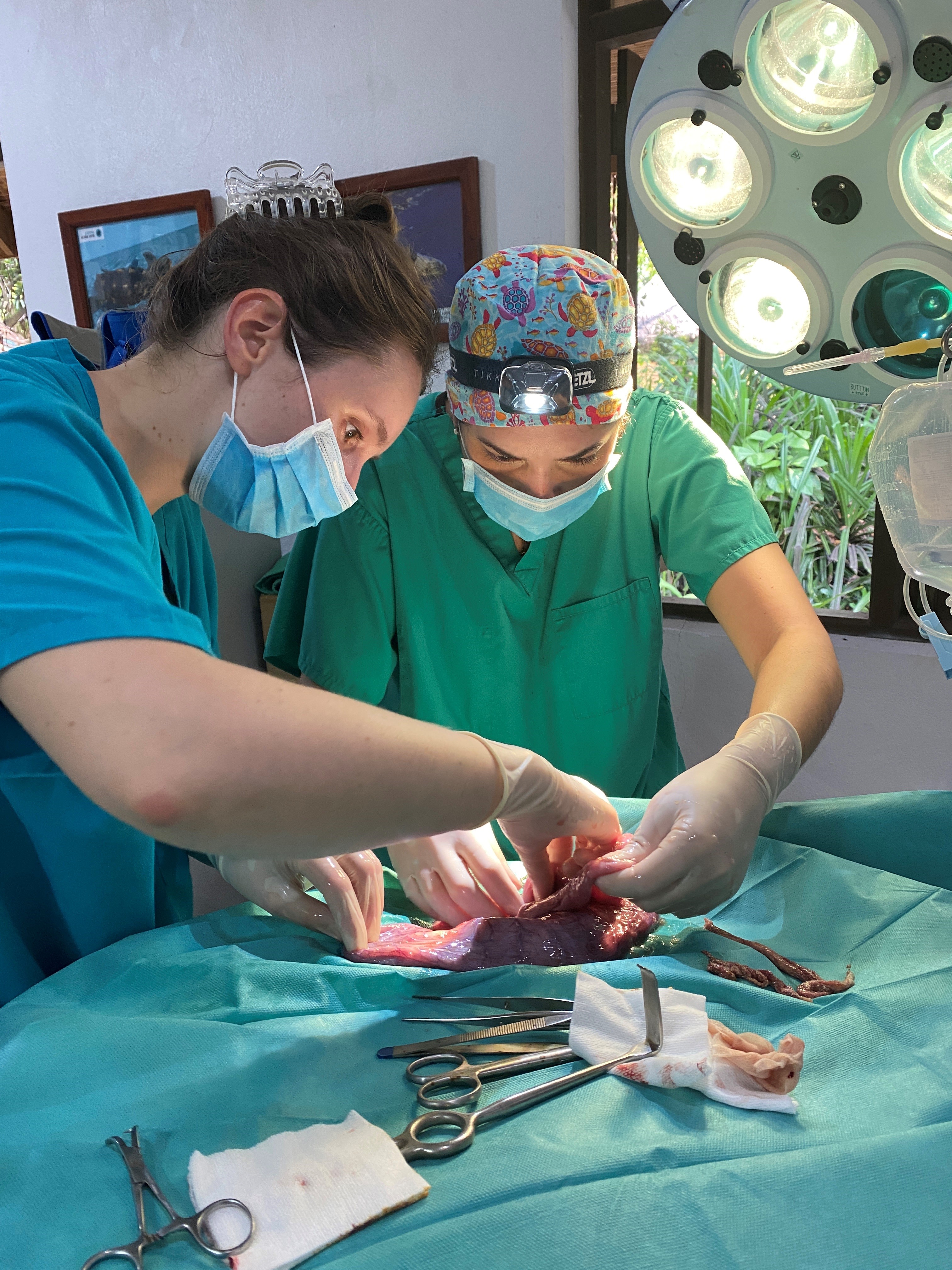Surgery © Olive Ridley Project