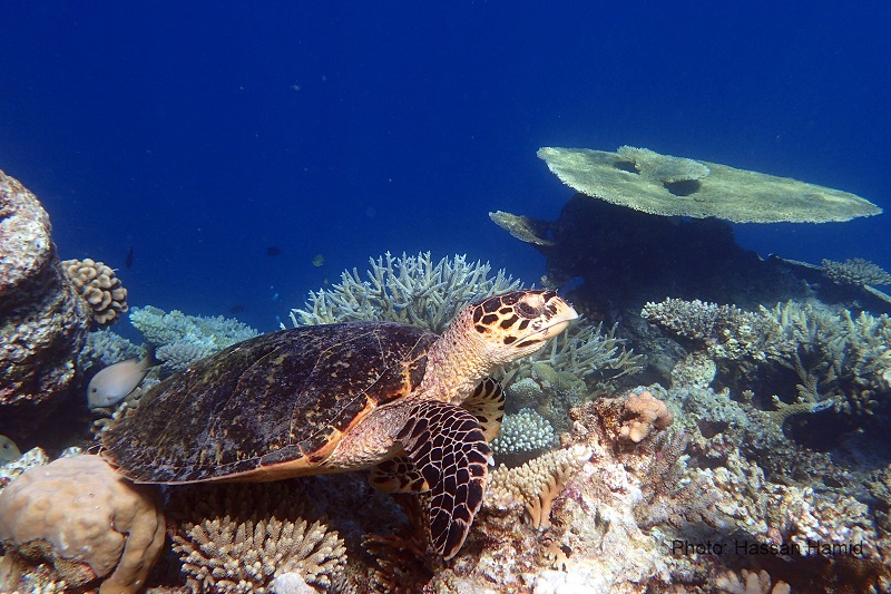 Marine Turtle © Hassan Hamid