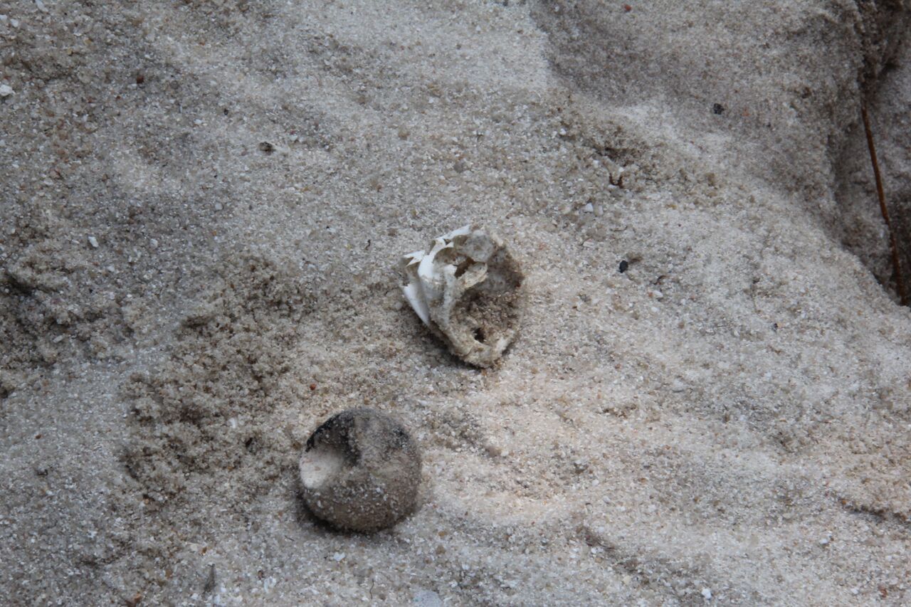 empty turtle shells