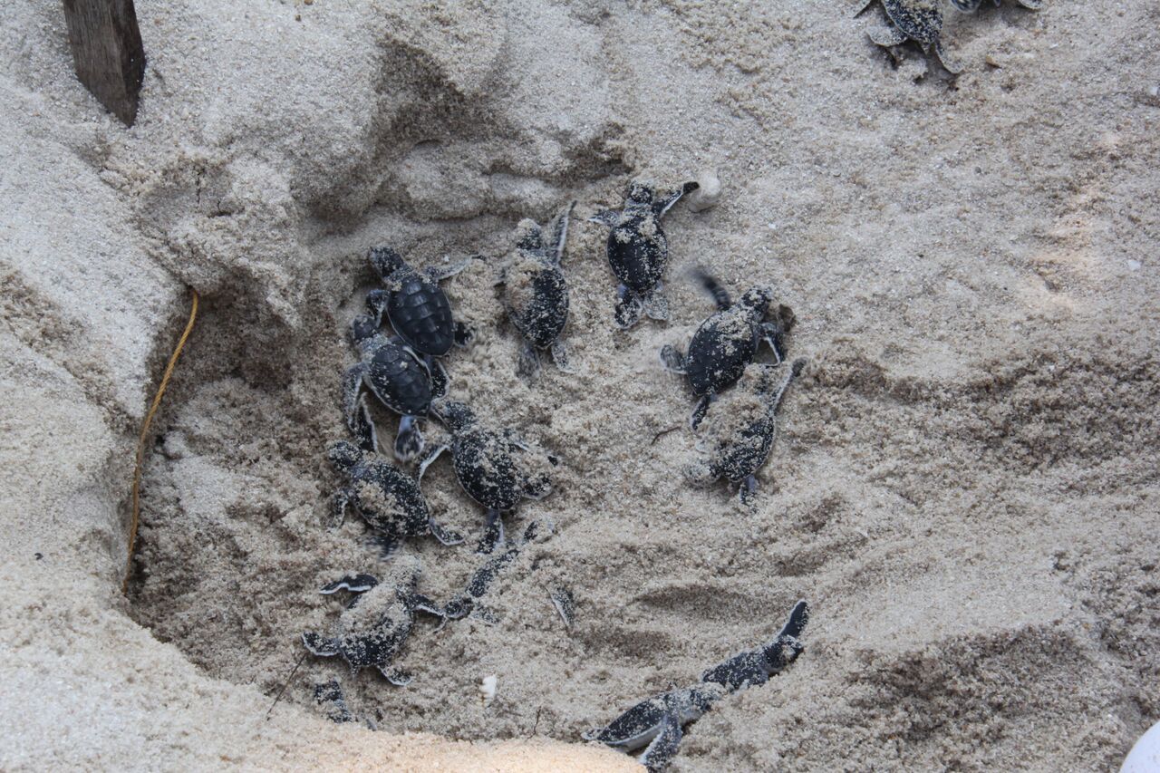 hatchlings emerging from the nest