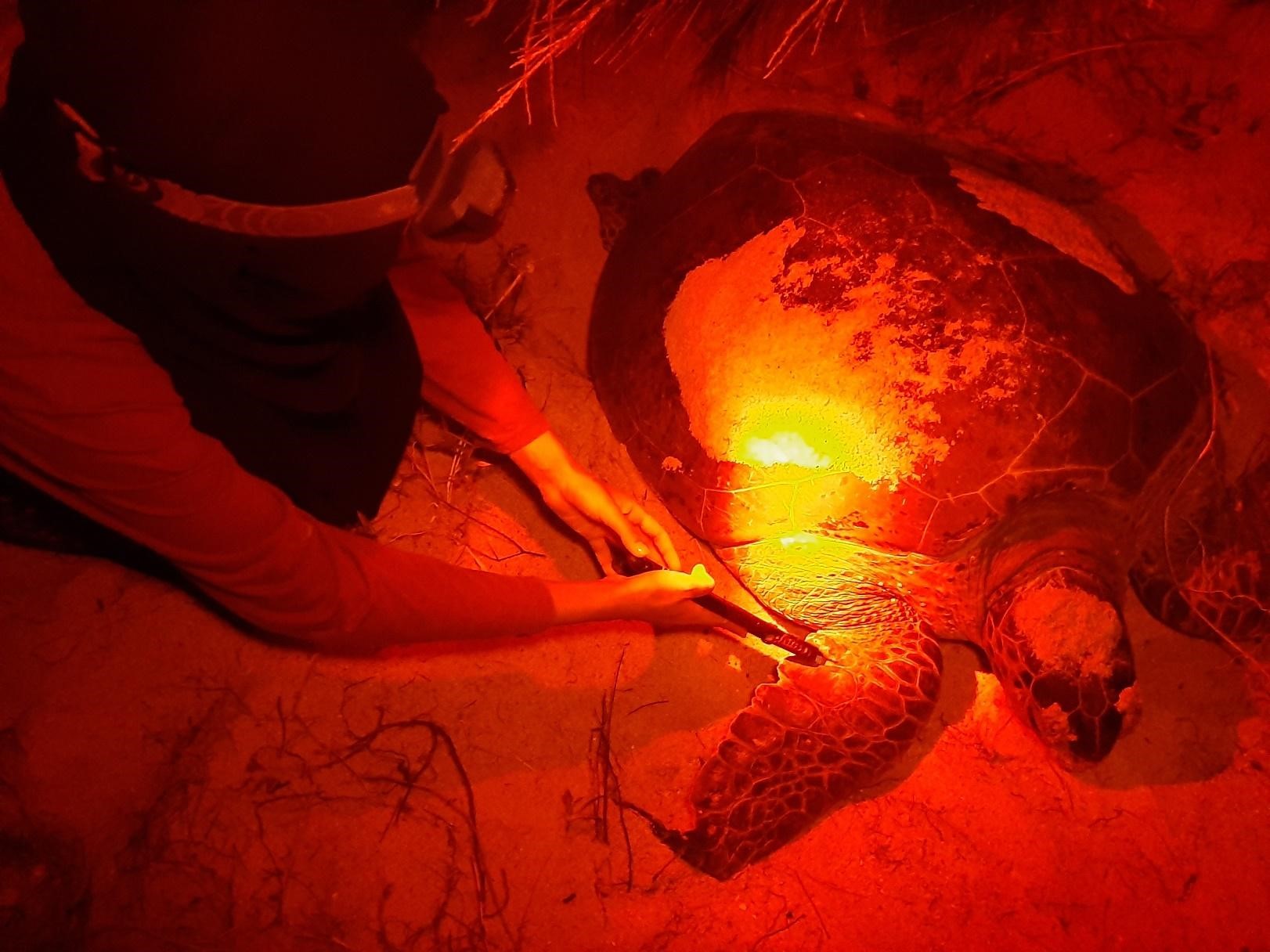 A nesting green turtle being tagged